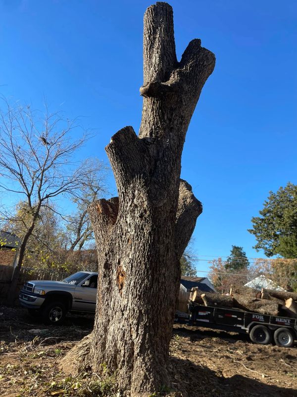 Tree Removal