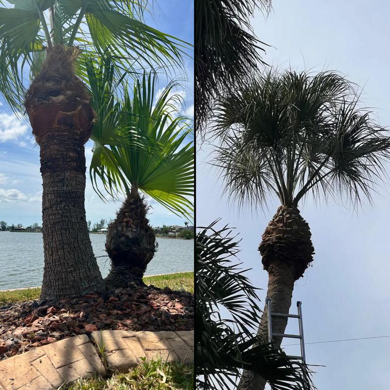 Trimming and pruning