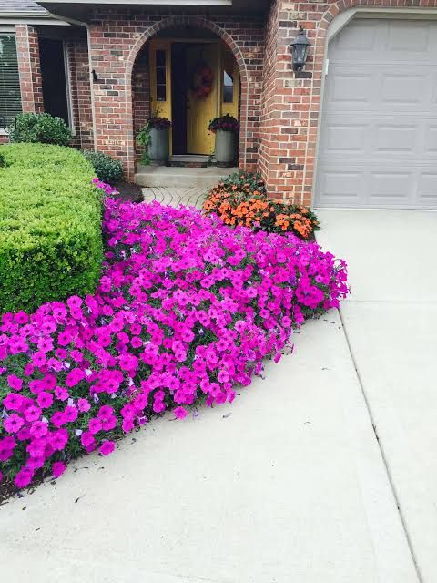 Shrub Trimming