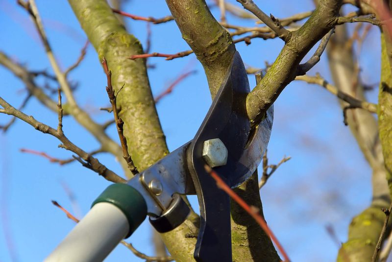 Tree Removal
