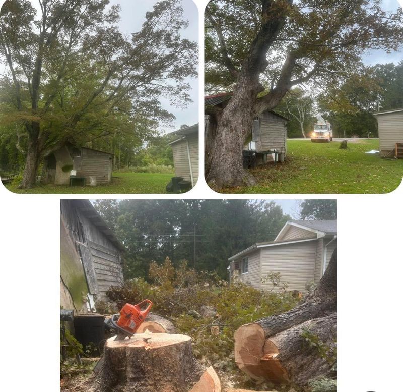 Storm Clean Up