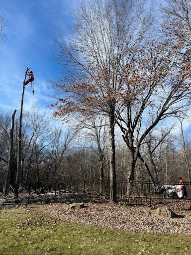Tree Trimming