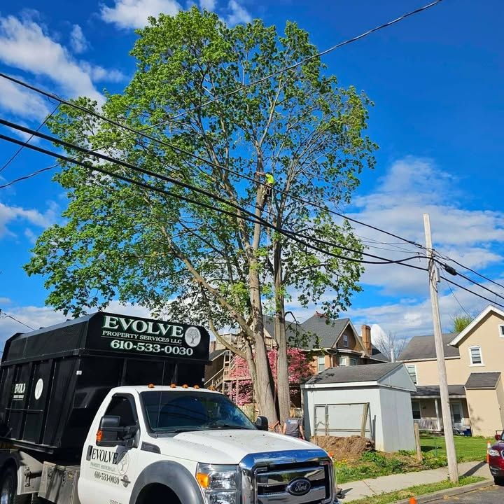 Tree Trimming