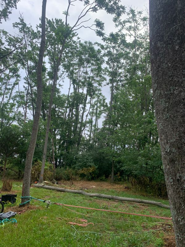 Tree Removal gallery