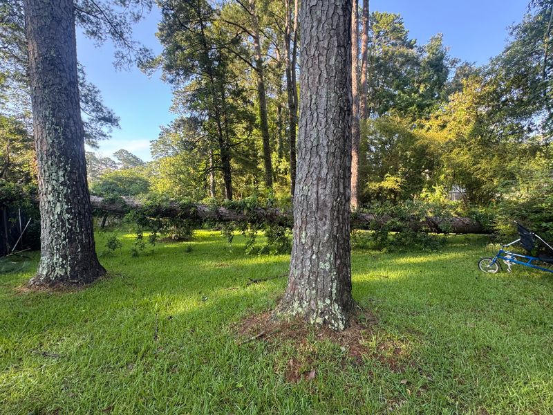 Tree Removal