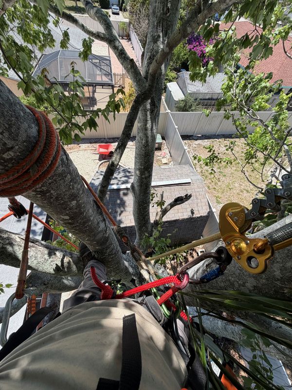 Tree Trimming