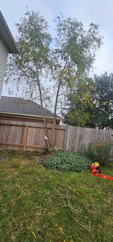 Tree Trimming