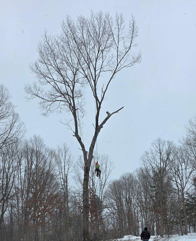 Emergency Tree Services