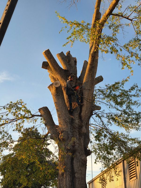 Tree Removal