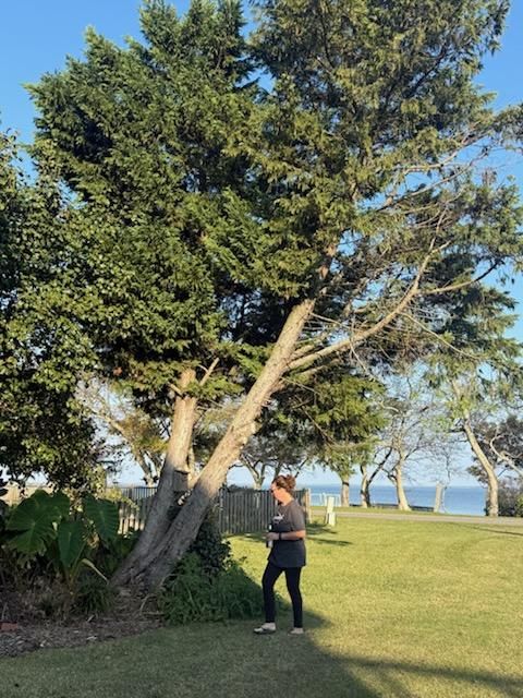 Tree Removal
