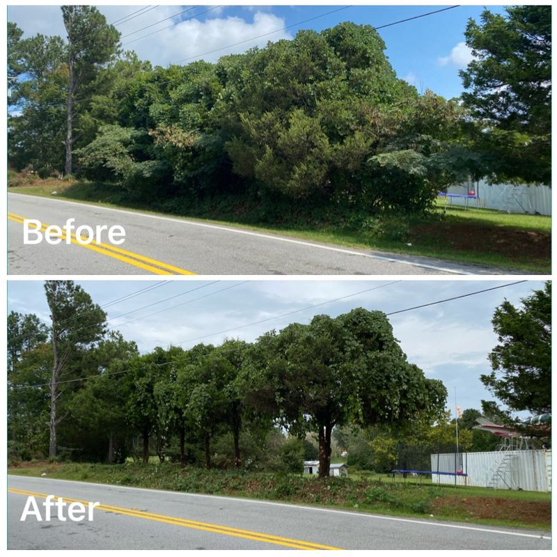 Small - Medium Tree Removal and Trimming