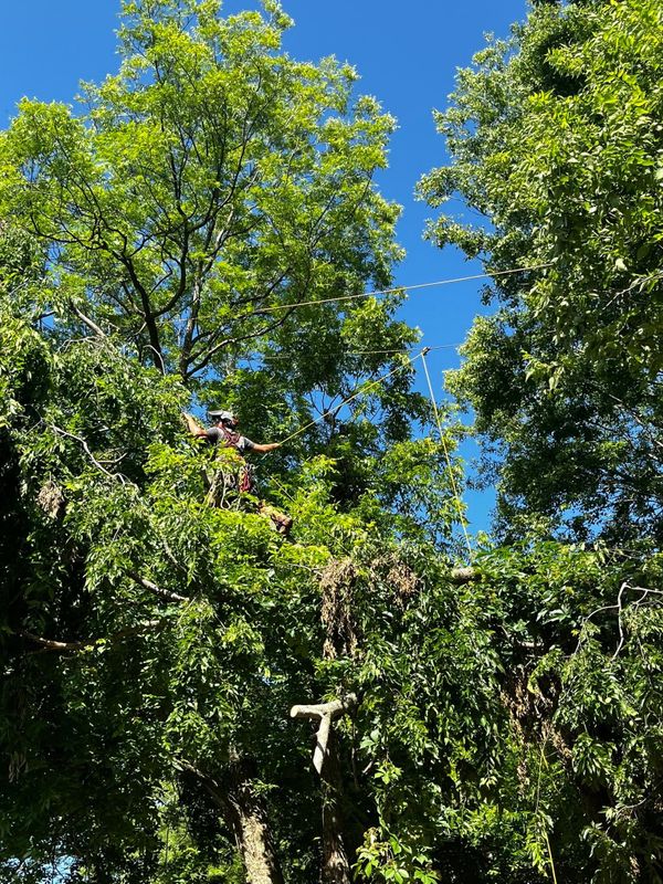 Tree Trimming