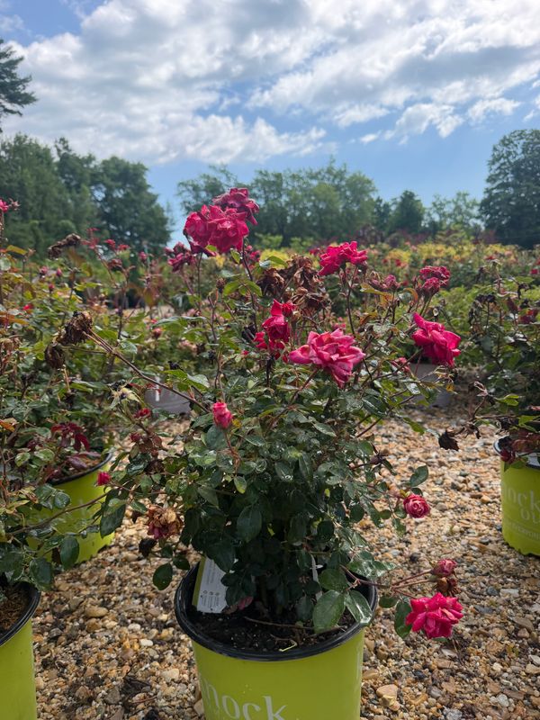 Garden Center