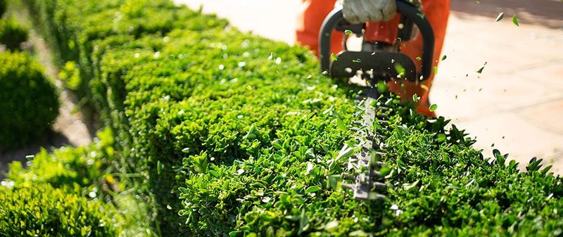 Tree & Shrub Care