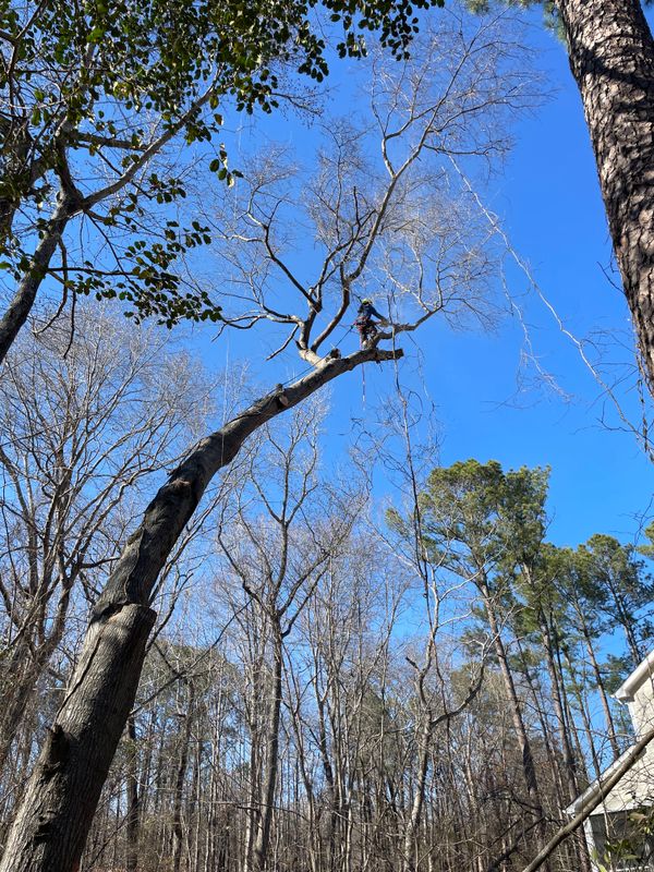Tree Removal