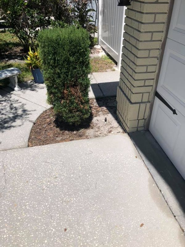 Shrub Trimming