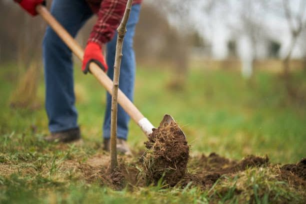 Tree Planting
