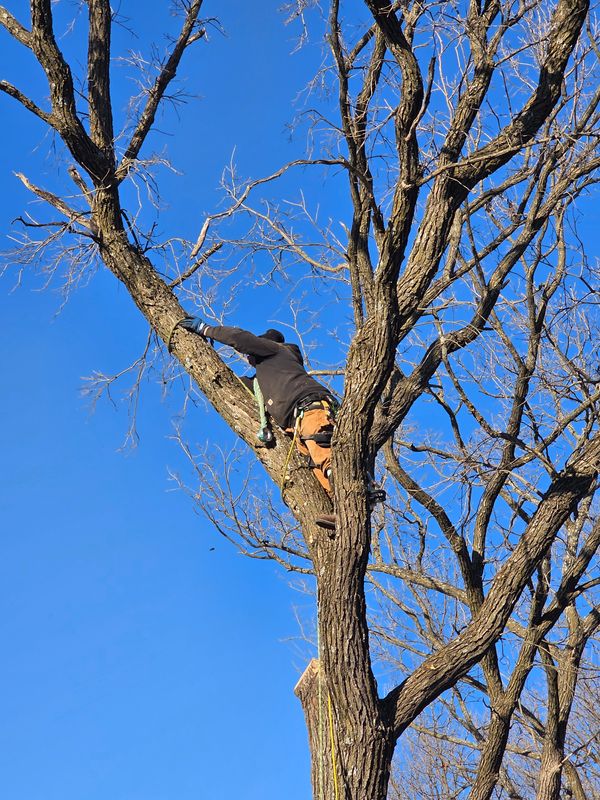 Tree Trimming