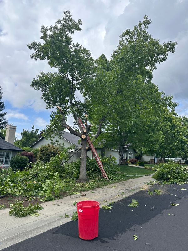 Tree & Shrub Care