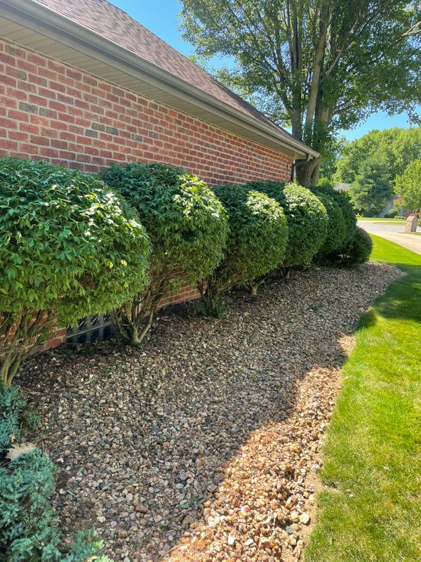 Shrub Trimming