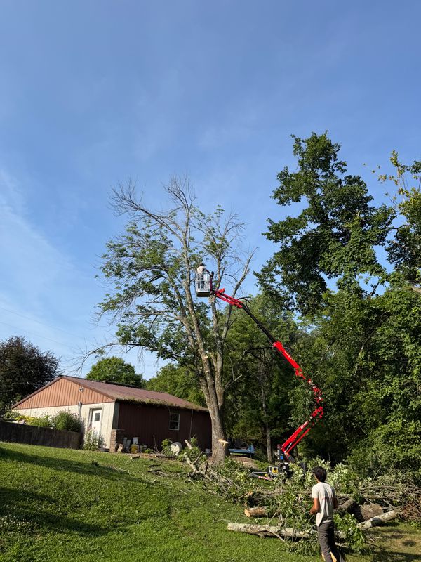 Tree Removal