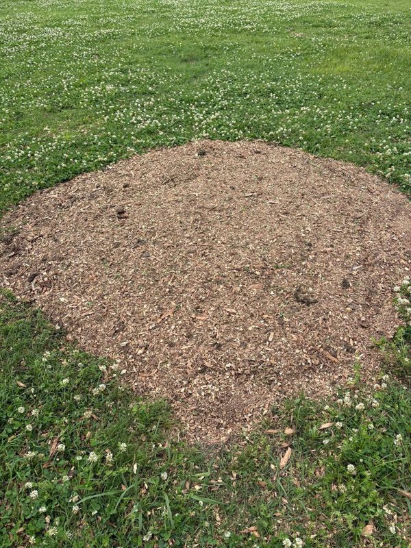Stump Removal