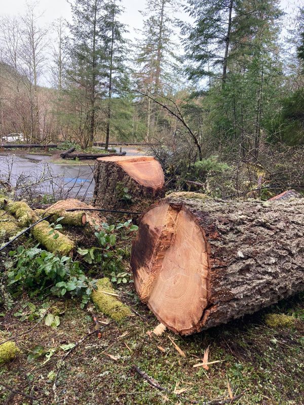 Tree Trimming and Removal