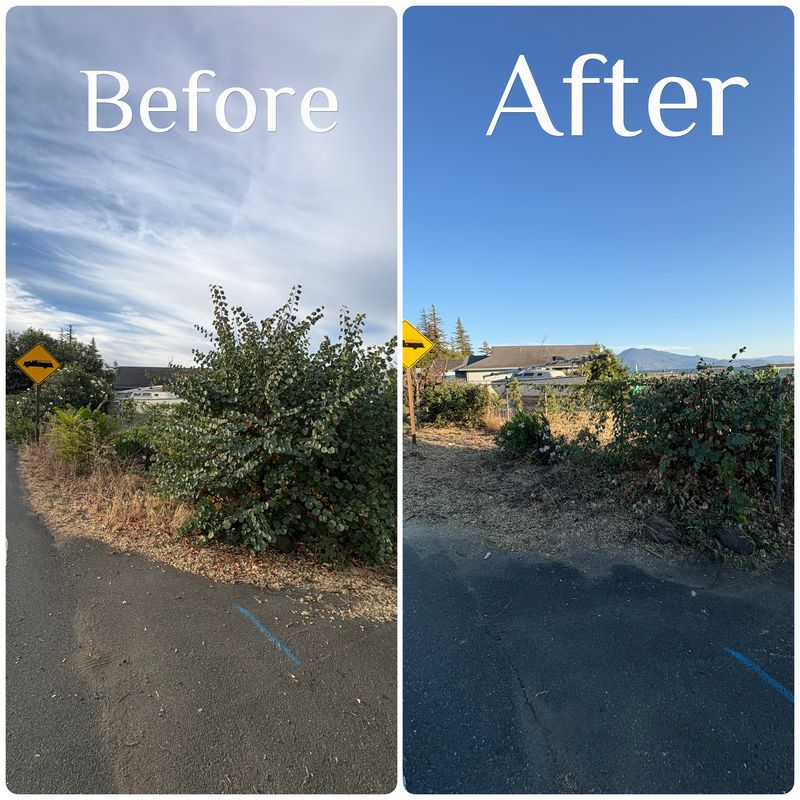 Tree & Shrub Care