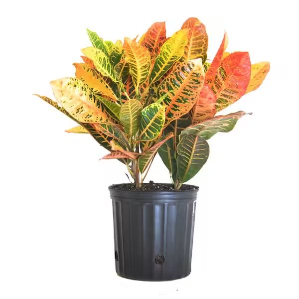 Plant and tree list
