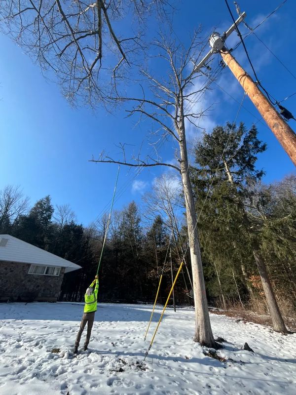 Tree Trimming