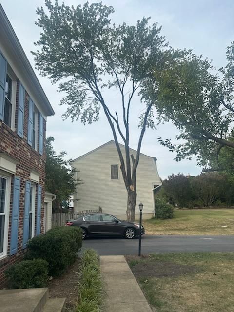 Tree Trimming