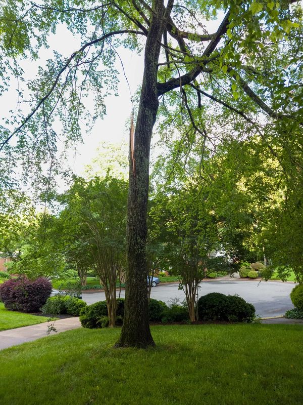 Tree Removal
