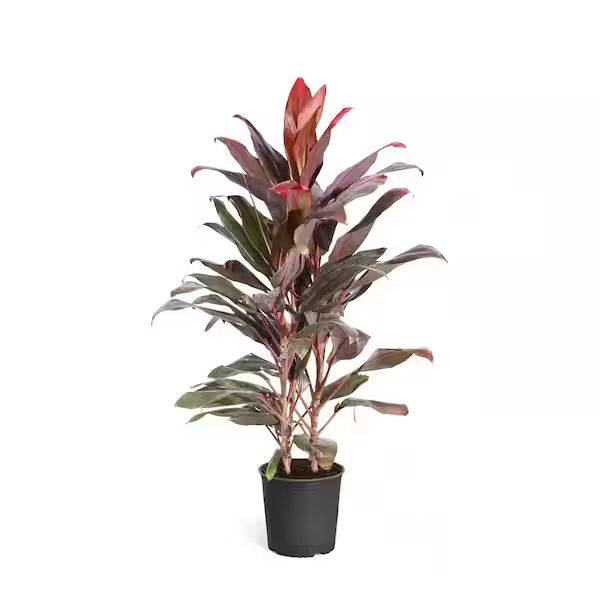 Plant and tree list