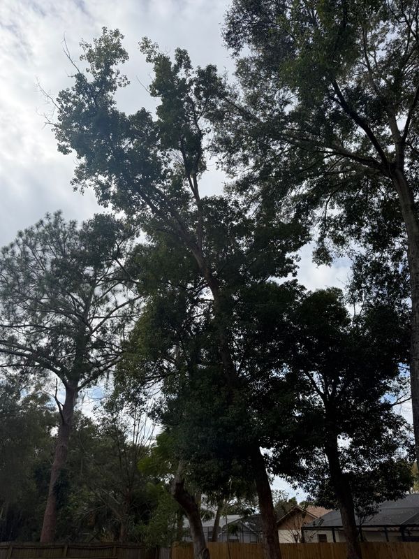 Tree Pruning