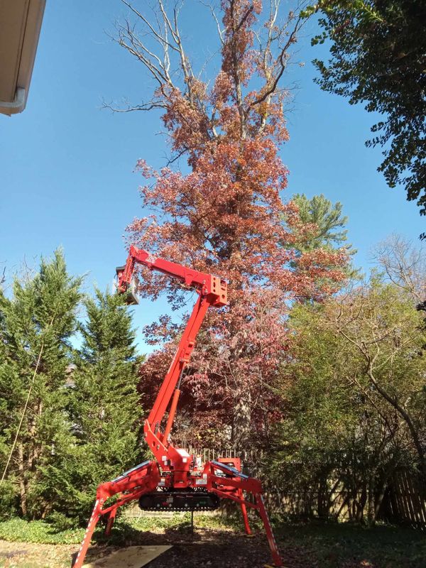Shrub Trimming