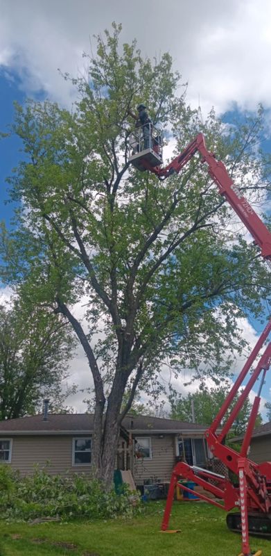 Tree Trimming