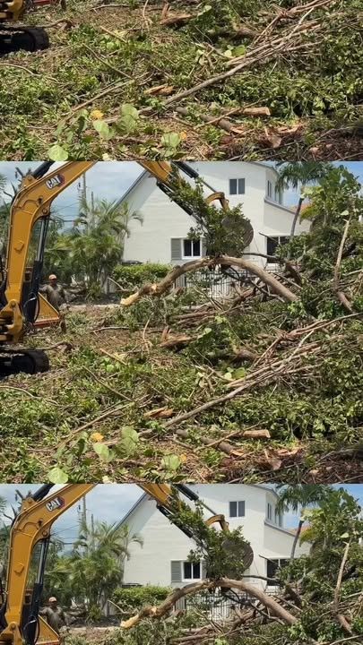 Tree Removal