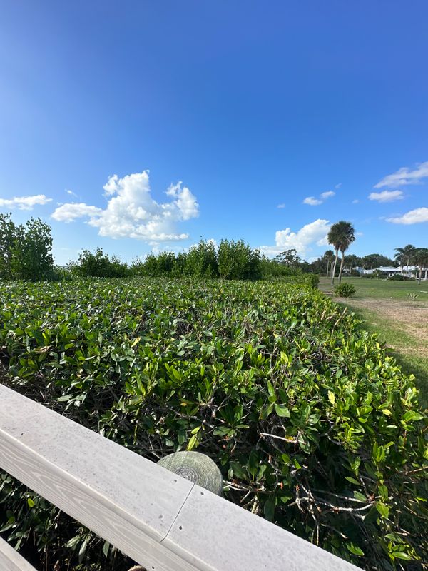 Mangrove Trimming