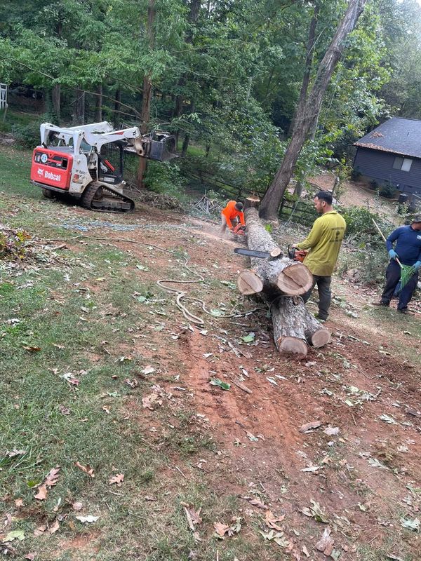 Tree Services