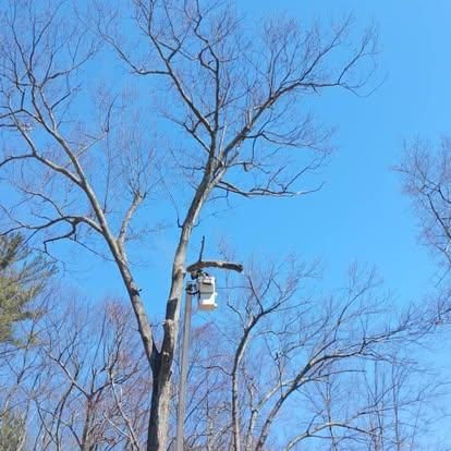 Tree Work