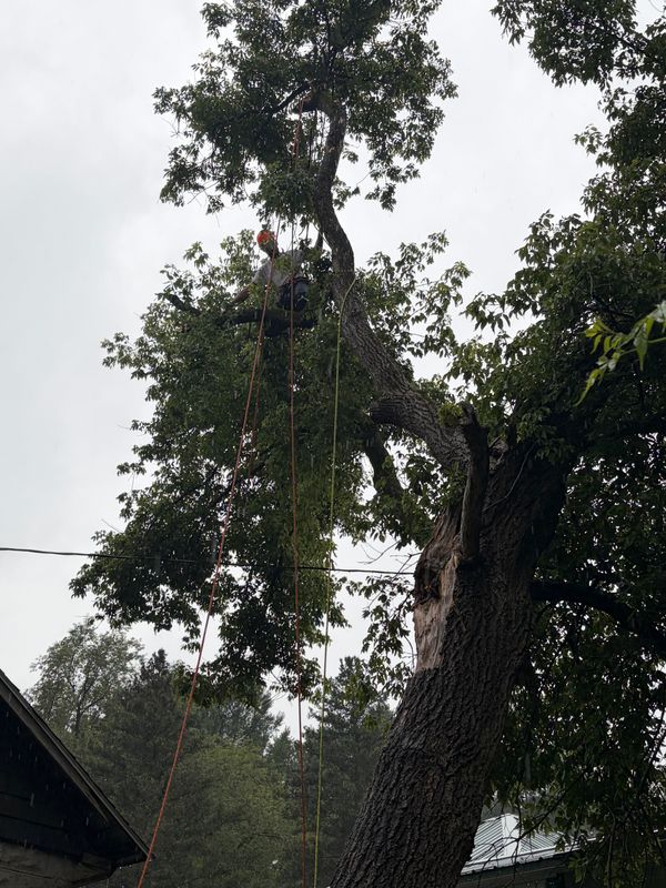 Tree Trimming & Removal