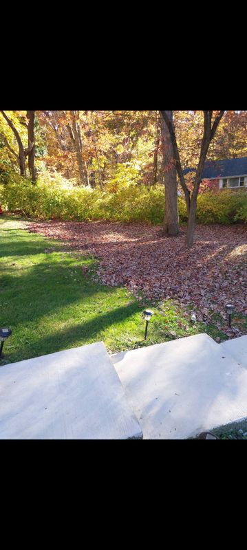 Seasonal Clean-Up