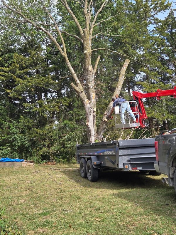 Tree Trimming