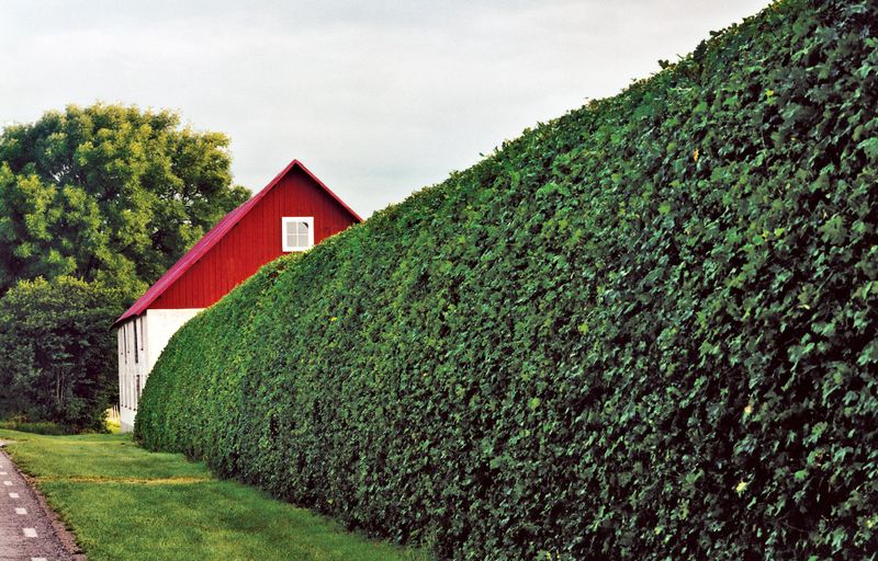 Shrub Trimming
