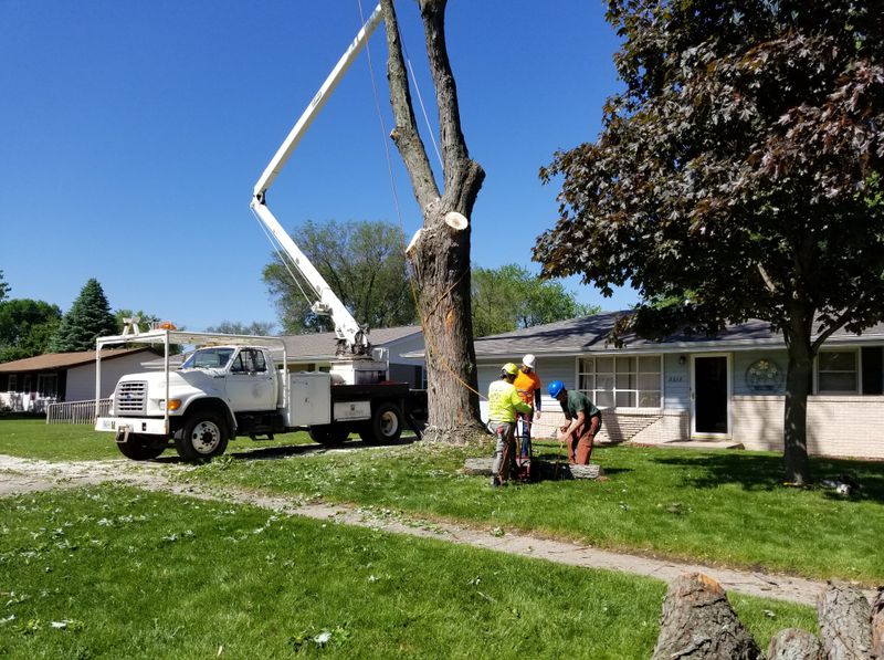 Tree Removal gallery