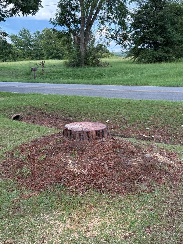 Tree Removal