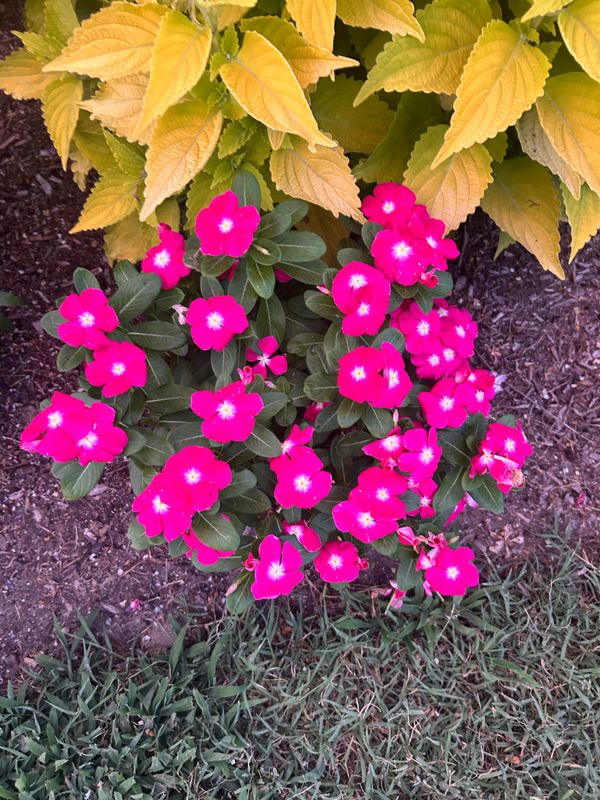 Shrub and Plant Trimming