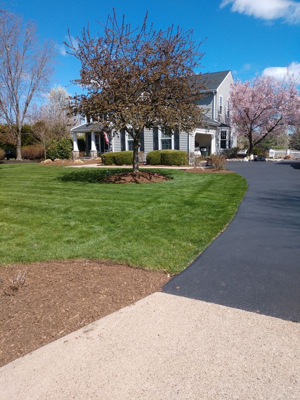 Privacy Plantings