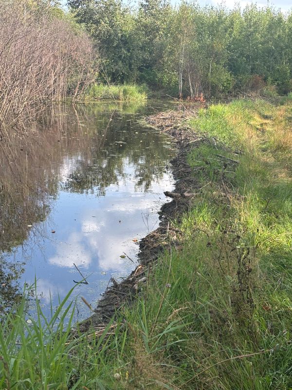 Beaver Removal