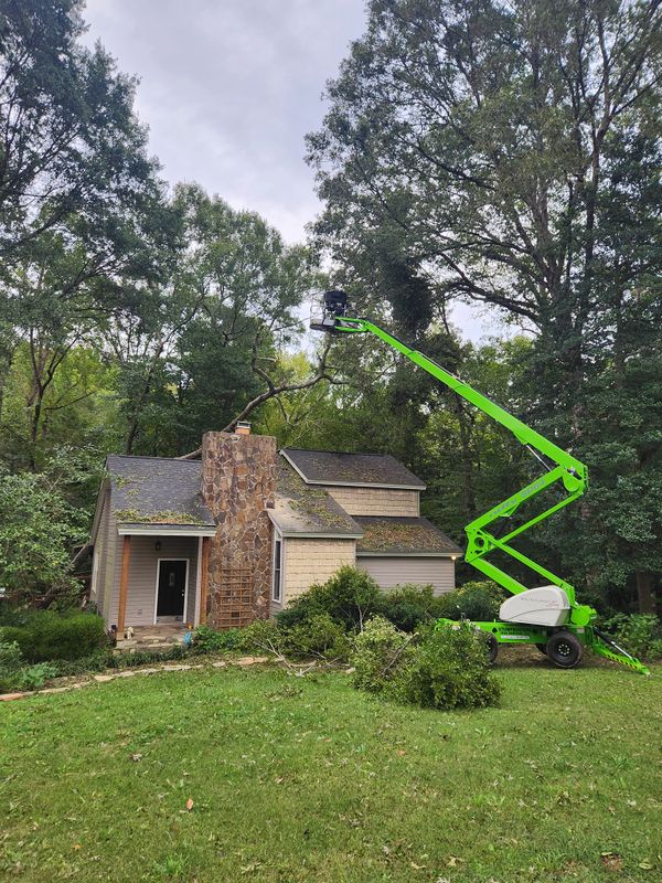 Tree Removal gallery